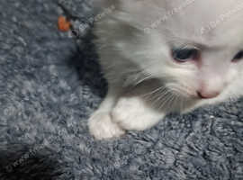 Khao manees kittens