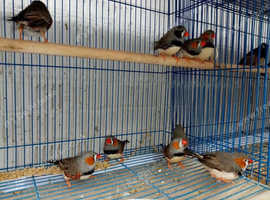 Young pr of zebra finch