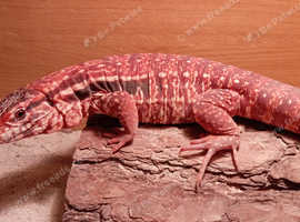 Red tegu