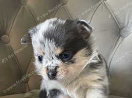 Pomeranian