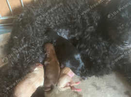 Toy yorkpoo's