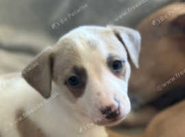 Whippet pup for sale