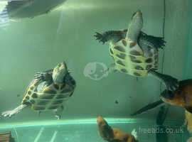 X2 Chinese striped kneck turtles