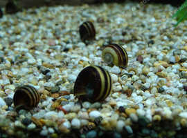 Giant Colombian Ramshorn snails