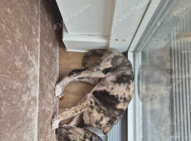 Male/lurcher
