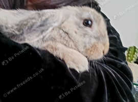 Mini holland lop male
