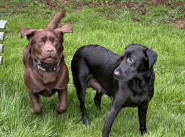 KC Registered Labradour Retriver puppies fully health checked Dam and Sire.