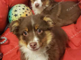 Small Toy/Mini Australian Shepherds