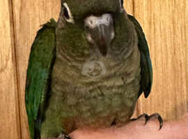 Green Cheeked Baby Conures for sale £200