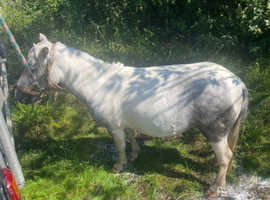 Mini Sheltand ride and drive mare
