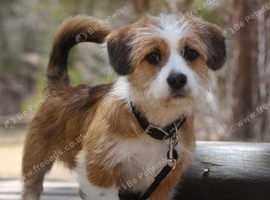 WANTED :o) Small Dog to Join our Family / Pack - NORTH WEST ENGLAND
