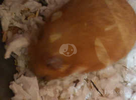 Female syrian hamster