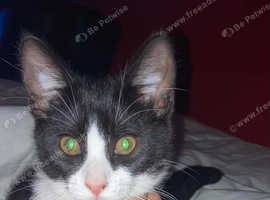 Black and white make kitten