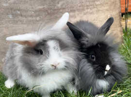 2 beautiful mini lion lops
