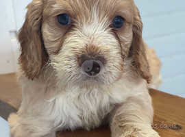 Cockapoo breeders clearance near me