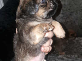 Puppies for sales sale wirral