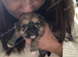 zuchon puppies for sale north west