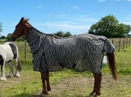 Chestnut Gelding TB X 16hh