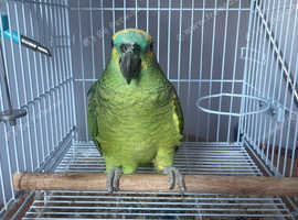 Amazon Parrot for sale