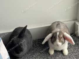 Hazel & Stormi Mini Lops Looking for Loving Home!