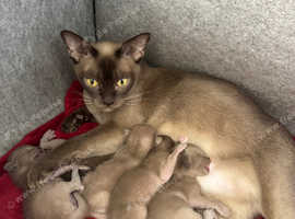 TICA Registered Pedigree Burmese Kittens ready beg July