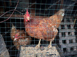 Chicken for sale