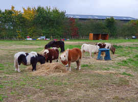 Shetland Pony - for loan and sale