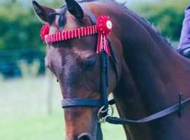 13.2 kids show pony