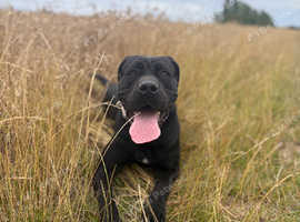 Female cane corso
