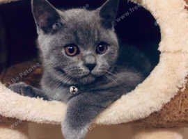 British Shorthair Cats And Kittens For Sale And Rehome In Luton