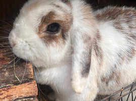 Lop looking for loving home.
