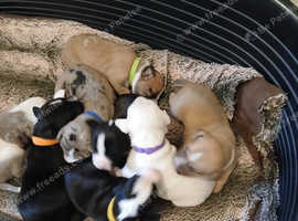 12 day old puppies for sale black violet white girls left and tan girl cream collar left