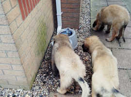 Leonberger puppies for sale