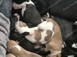 KC Registered Whippet Puppies