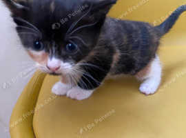 £35 per kitten very cheap