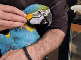 Tame and talking blue & gold macaw b&g