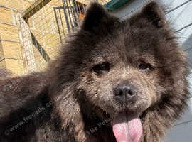 Female mini blue Merle chow