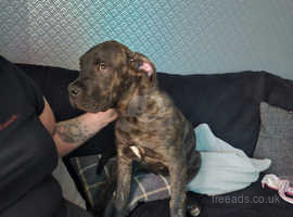 Rosco 5 month old male puppy