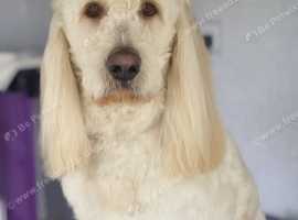 Goldendoodle Male 3yrs old Neutered