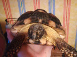 1 marginated tortoises