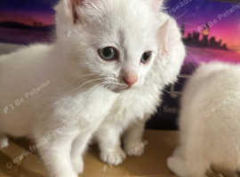 PURE WHITE KITTEN