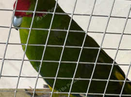 Kakariki
