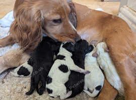 Cocker Spaniel Puppies - Last 3 boys remaining