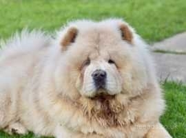Chow chow for sale adult