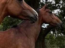 Broodmare livery