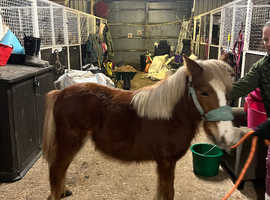 JERRY MOUSE 11H1 CHESTNUT COLT LOOKING FOR NEW HOME
