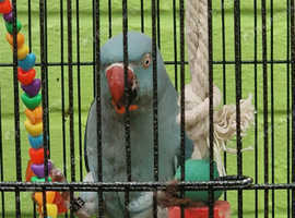 Ring neck 3 years old