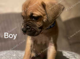 Mastiff mix puppies near hot sale me