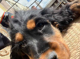 Female cocker spaniel