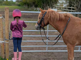 Beautiful kind chestnut pony